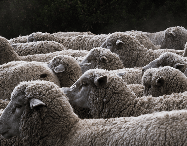 Fabric Switch: Sourcing Sustainable Wool